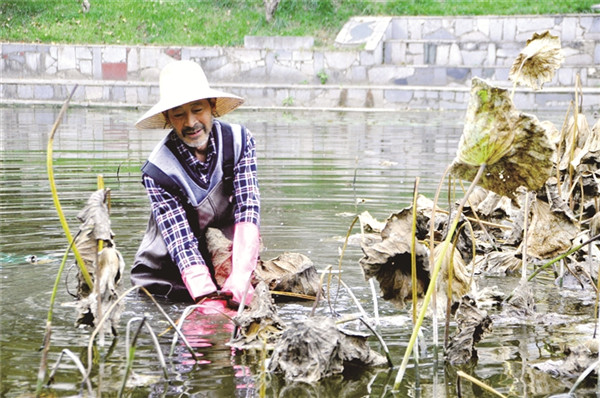 ����ݺ�Ҷ ����������