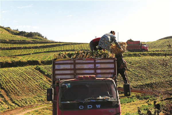 ��ɽ�ܲ�ϲ�����