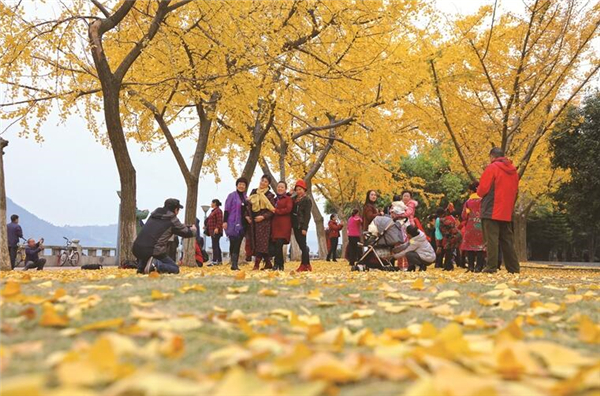 ��Ҷ�ͷ� ��ɫ����